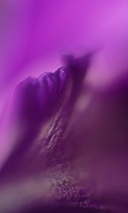 Preview wallpaper petals, flowers, purple, macro, blur