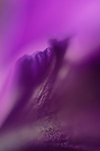 Preview wallpaper petals, flowers, purple, macro, blur