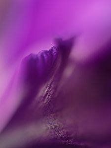 Preview wallpaper petals, flowers, purple, macro, blur