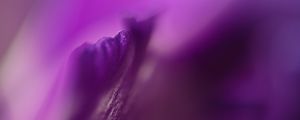 Preview wallpaper petals, flowers, purple, macro, blur