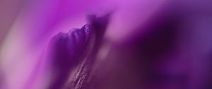 Preview wallpaper petals, flowers, purple, macro, blur