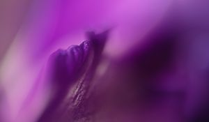 Preview wallpaper petals, flowers, purple, macro, blur