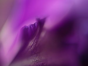 Preview wallpaper petals, flowers, purple, macro, blur