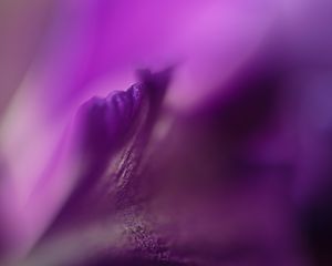 Preview wallpaper petals, flowers, purple, macro, blur