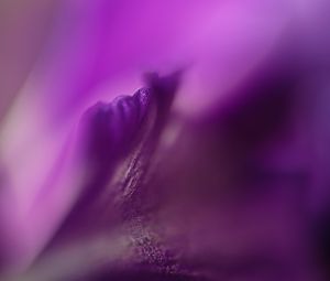 Preview wallpaper petals, flowers, purple, macro, blur