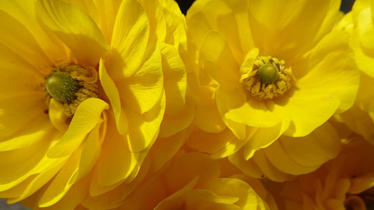 Wallpaper petals, flowers, yellow, shadow