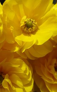 Preview wallpaper petals, flowers, yellow, shadow