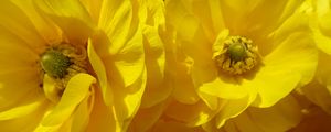 Preview wallpaper petals, flowers, yellow, shadow