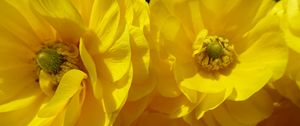 Preview wallpaper petals, flowers, yellow, shadow