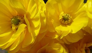 Preview wallpaper petals, flowers, yellow, shadow