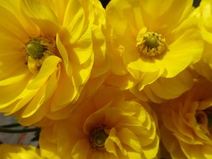 Preview wallpaper petals, flowers, yellow, shadow