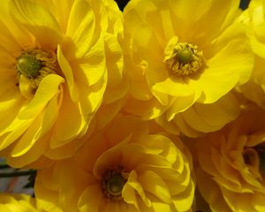 Preview wallpaper petals, flowers, yellow, shadow