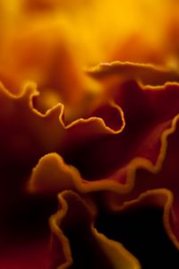 Preview wallpaper petals, folds, dark, orange