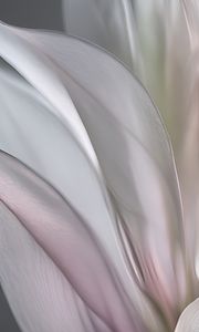 Preview wallpaper petals, folds, light, background