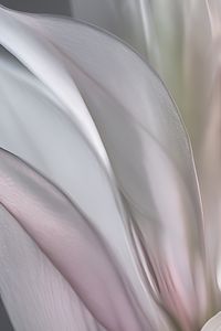 Preview wallpaper petals, folds, light, background