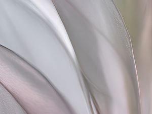 Preview wallpaper petals, folds, light, background