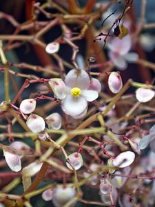 Preview wallpaper petals, grass, flowers, beautiful