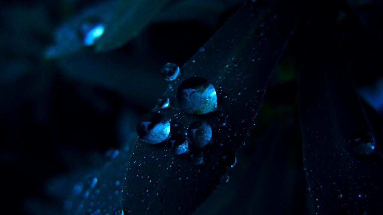 Wallpaper petals, grass, shade, drops