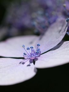 Preview wallpaper petals, lavender, flower