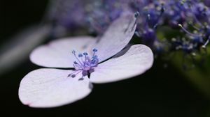 Preview wallpaper petals, lavender, flower