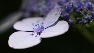 Preview wallpaper petals, lavender, flower
