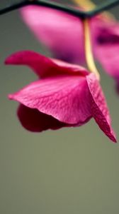 Preview wallpaper petals, leaves, background, plant