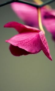 Preview wallpaper petals, leaves, background, plant