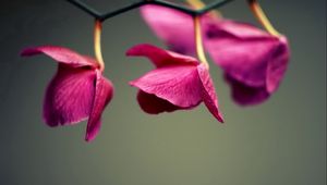 Preview wallpaper petals, leaves, background, plant