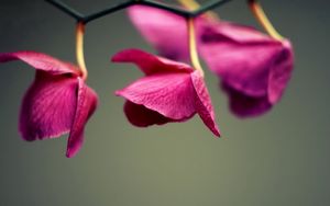 Preview wallpaper petals, leaves, background, plant