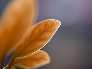 Preview wallpaper petals, leaves, blurred, background