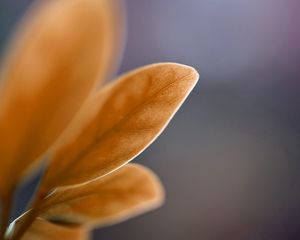 Preview wallpaper petals, leaves, blurred, background