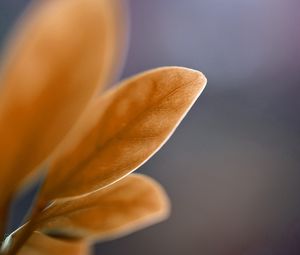 Preview wallpaper petals, leaves, blurred, background