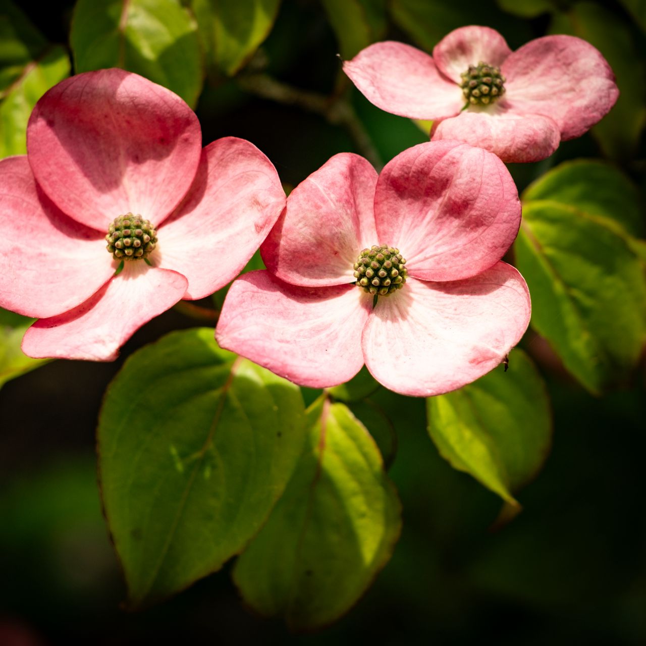 1280x1280 Wallpaper petals, leaves, flowers, pink, green, macro