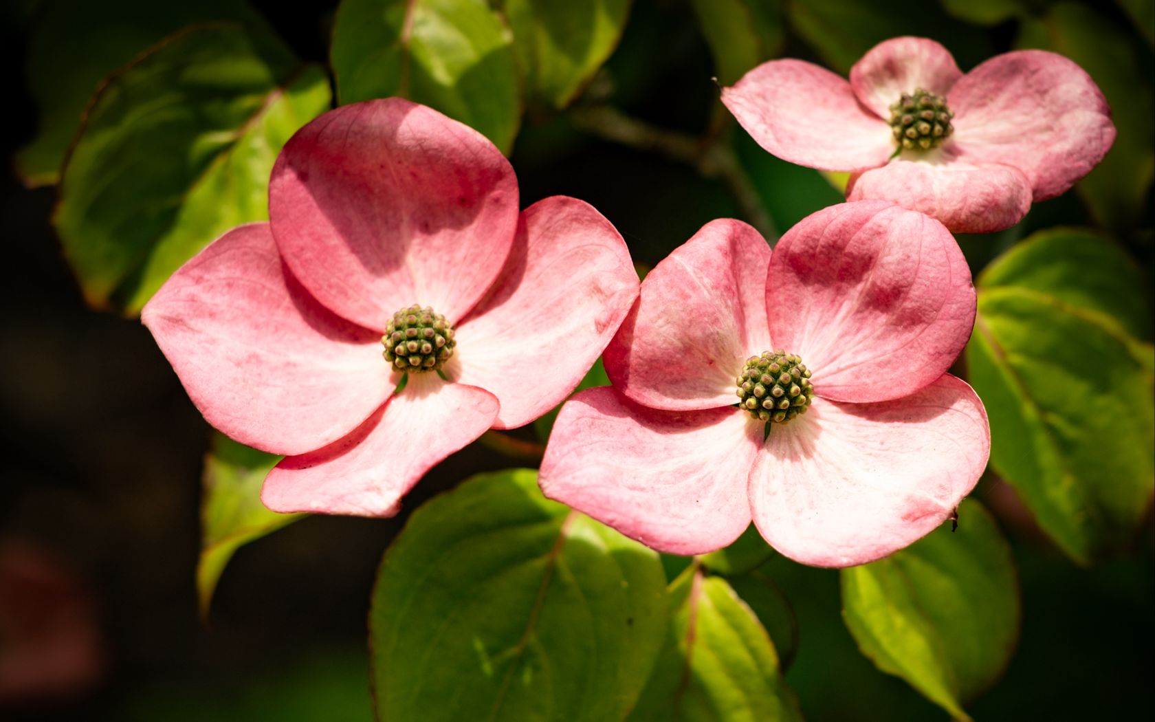 1680x1050 Wallpaper petals, leaves, flowers, pink, green, macro