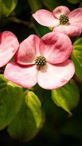 Preview wallpaper petals, leaves, flowers, pink, green, macro