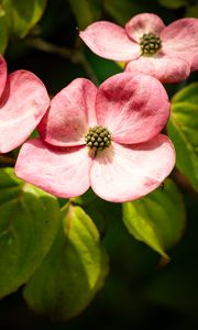 Preview wallpaper petals, leaves, flowers, pink, green, macro