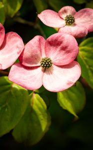 Preview wallpaper petals, leaves, flowers, pink, green, macro