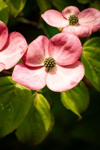 Preview wallpaper petals, leaves, flowers, pink, green, macro