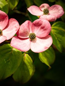 Preview wallpaper petals, leaves, flowers, pink, green, macro