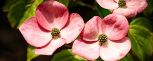 Preview wallpaper petals, leaves, flowers, pink, green, macro