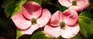 Preview wallpaper petals, leaves, flowers, pink, green, macro