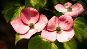 Preview wallpaper petals, leaves, flowers, pink, green, macro