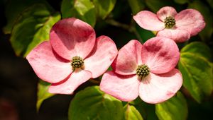 Preview wallpaper petals, leaves, flowers, pink, green, macro