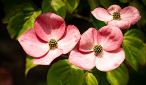 Preview wallpaper petals, leaves, flowers, pink, green, macro