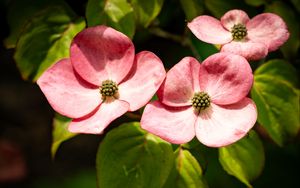 Preview wallpaper petals, leaves, flowers, pink, green, macro