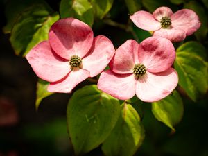 Preview wallpaper petals, leaves, flowers, pink, green, macro