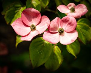 Preview wallpaper petals, leaves, flowers, pink, green, macro