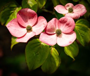 Preview wallpaper petals, leaves, flowers, pink, green, macro