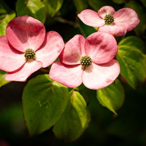 Preview wallpaper petals, leaves, flowers, pink, green, macro
