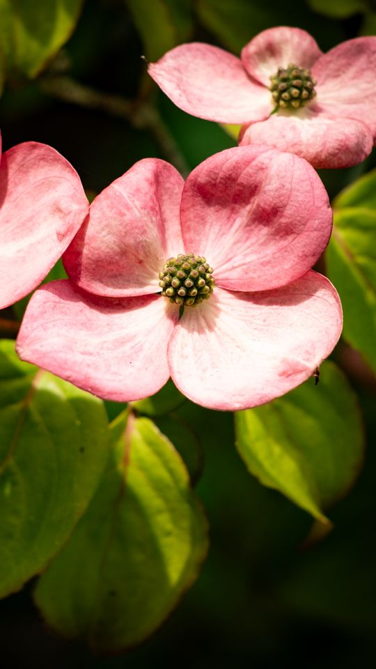 540x960 Wallpaper petals, leaves, flowers, pink, green, macro